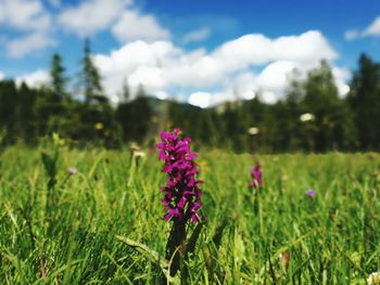 Purple flowers growing in field