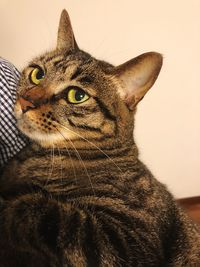 Close-up of a cat looking away