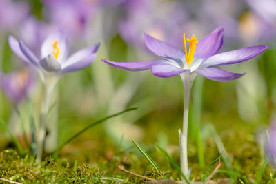 Close-up of purple crocus flowers on field