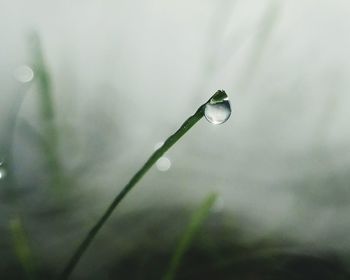 Close-up of raindrops on leaf