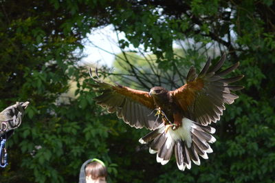 Low angle view of eagle flying against trees