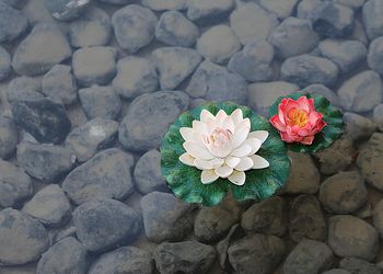 High angle view of pink rose on stone wall