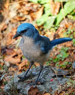 Close-up of a bird perching on a land