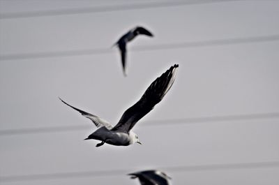 Bird flying over white background