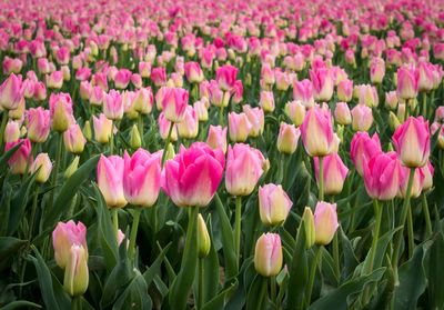 Close-up of pink tulips blooming in field