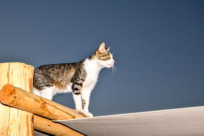 Tabby cat looking away against blue wall