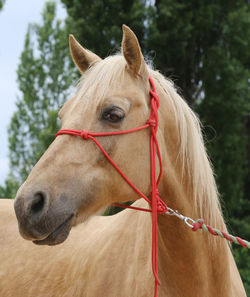 Close-up of a horse