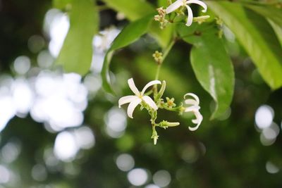 Close-up of white flowering plant