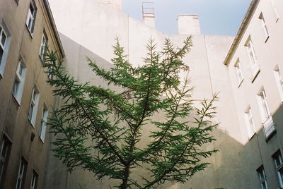 Plants growing by building against sky