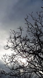 Low angle view of silhouette bare tree against sky