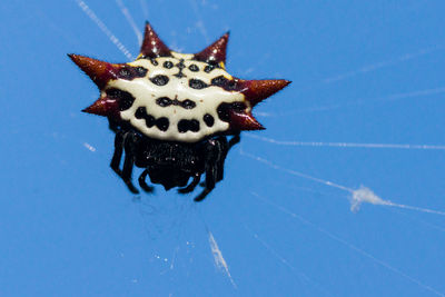 Gasteracantha cancriformis on web against clear blue sky