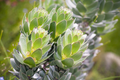 Close up view of flowers endemic to western cape area at harold porter national botanical garden