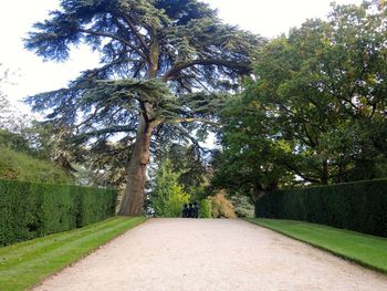 Narrow pathway along trees in park