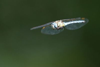 Close-up of fly on leaf