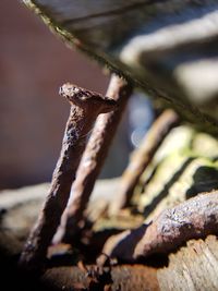 Close-up of rusty metal on wood