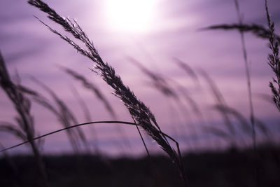 Close-up of plants growing on field at sunset