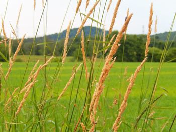 Close-up of plants growing on field