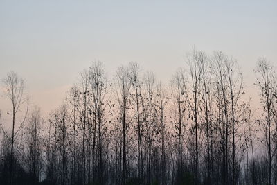 Bare trees in forest against clear sky