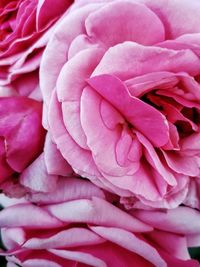 Close-up of pink rose