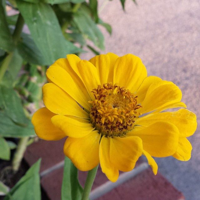 flower, petal, flower head, freshness, yellow, fragility, close-up, growth, pollen, beauty in nature, focus on foreground, blooming, plant, nature, single flower, in bloom, day, stamen, outdoors, blossom