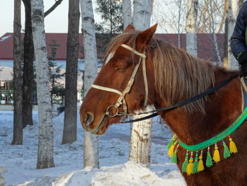 Horse standing on snow covered land