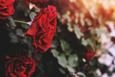 Close-up of red rose flower