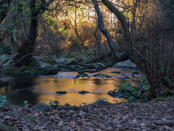 Scenic view of river stream amidst trees in forest