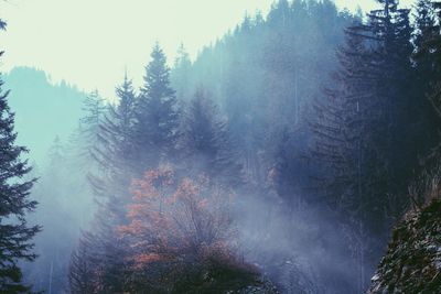Trees in forest against sky