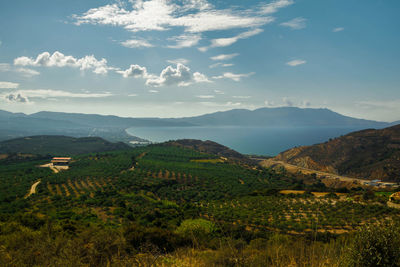 Landscape panorama coastline mediterranean sea. olive trees grove. crete island. greece. europe.