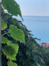 Close-up of leaves on sea shore against sky