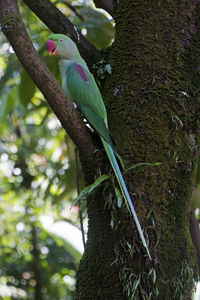 Bird perching on tree