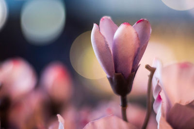 Close-up of pink flowering plant in park