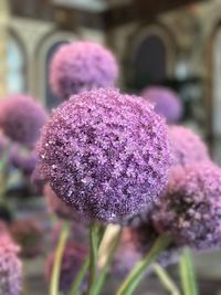 Close-up of purple flowers blooming outdoors