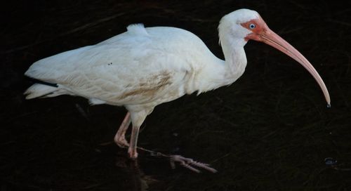 Close-up of white duck