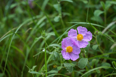 Close-up of purple flowering plant