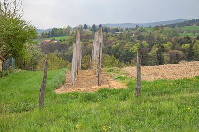 Scenic view of trees on field against sky