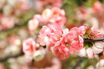 Close-up of pink cherry blossom