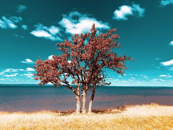 Tree on field by sea against sky