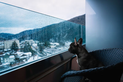 Cat looking through window