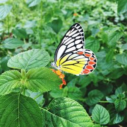 Close-up of butterfly on leaf