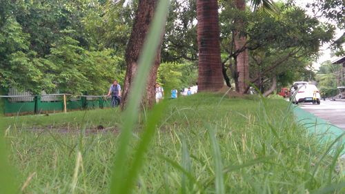 Trees in park