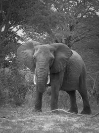 Elephant standing in forest