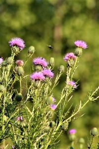 Close-up of pink flowering plants