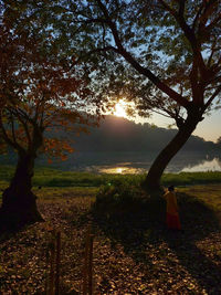 Trees on field against sky at sunset