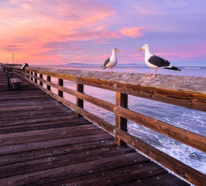 Seagulls at sunrise on the ventura beach pier 