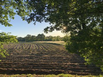 Scenic view of agricultural field against sky