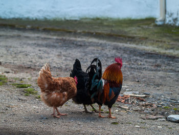 Close-up of rooster on farm