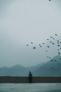 Seagulls flying over sea against clear sky