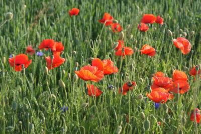 Close-up of poppy flowers on field