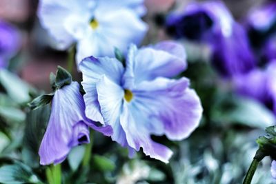 Close-up of purple flowers blooming outdoors